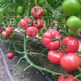 Насіння томатів Малдуо F1 / Malduo F1, 80-90 днів купити оптом і в роздріб в Україні за вигідною ціною