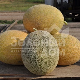 Семена дыни Радмила F1 / Radmila F1,60-65 дней купить оптом и в розницу в Украине по выгодной цене