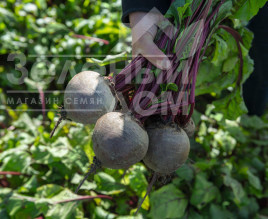 Насіння буряка Бікорес / Bikores, 120-125 днів купити оптом і в роздріб в Україні за вигідною ціною