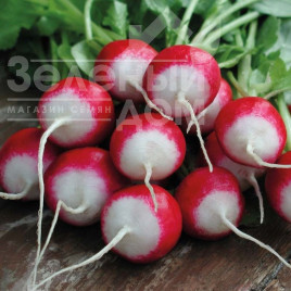 Насіння редису Дуо / Duo,30 днів купити оптом і в роздріб в Україні за вигідною ціною