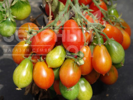 Насіння томатів Радана / Radana купити оптом і в роздріб в Україні за вигідною ціною