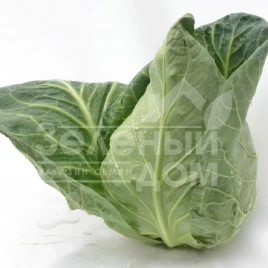 Семена капусты белокочанной Сонсма F1 / Sonsma F1, 50-60 дней купить оптом и в розницу в Украине по выгодной цене