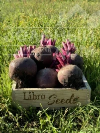 Семена свеклы Руби Бой F1 / Ruby Boy F1, 100-105 дней купить оптом и в розницу в Украине по выгодной цене