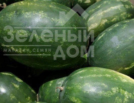 Насіння кавуна Бонд F1 / Bond F1,60-65 днів купити оптом і в роздріб в Україні за вигідною ціною