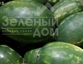 Насіння кавуна Бонд F1 / Bond F1, 60-65 днів купити оптом і в роздріб в Україні за вигідною ціною