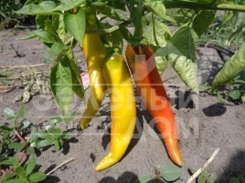 Семена горького перца Хуеро F1 / Huero F1 купить оптом и в розницу в Украине по выгодной цене