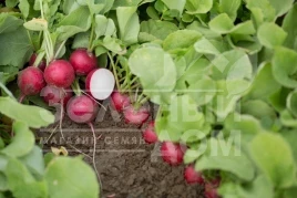 Семена редиса Арли F1 / Arley F1 купить оптом и в розницу в Украине по выгодной цене