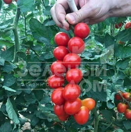 Семена томатов Баглиор F1 / Baglior F1 купить оптом и в розницу в Украине по выгодной цене
