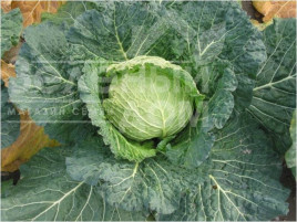 Насіння капусти савойської Савонарх F1 / Savonarh F1, 90-95 днів купити оптом і в роздріб в Україні за вигідною ціною
