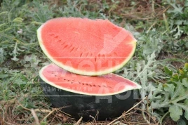Семена арбуза Баронесса F1 / Baronesa F1,70-75 дней купить оптом и в розницу в Украине по выгодной цене