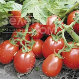 Насіння томату Ріо Гранде / Rio Grande, 120 днів (Spark Seeds) купити оптом і в роздріб в Україні за вигідною ціною