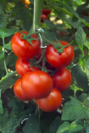Семена томатов Барбадос F1 / Barbados F1 купить оптом и в розницу в Украине по выгодной цене