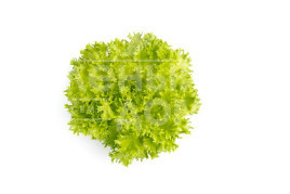 Насіння салату Екзект / Exact купити оптом і в роздріб в Україні за вигідною ціною