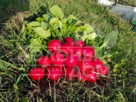 Семена редиса Селеста F1 / Celesta F1,20-25 дней купить оптом и в розницу в Украине по выгодной цене