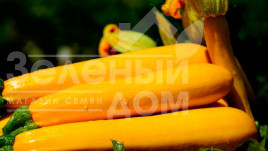 Насіння кабачків Санлайт F1 / Sunlight F1,40-45 днів купити оптом і в роздріб в Україні за вигідною ціною