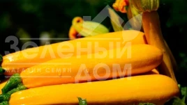 Насіння кабачка Санлайт F1 / Sunlight F1,40-45 днів купити оптом і в роздріб в Україні за вигідною ціною