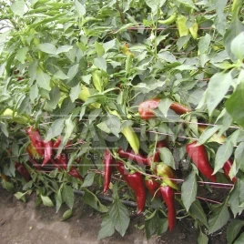 Семена горького перца Драки F1 / Draki F1,60-70 дней купить оптом и в розницу в Украине по выгодной цене