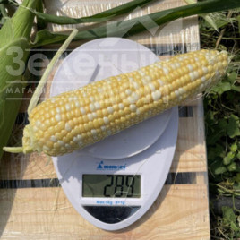 Насіння кукурудзи Дефендер F1 / Defender F1,74 дні купити оптом і в роздріб в Україні за вигідною ціною