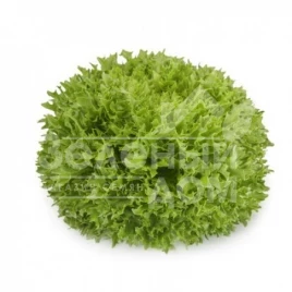 Семена салата Экстемп / Extemp купить оптом и в розницу в Украине по выгодной цене