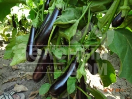 Семена баклажана Каранта F1 / Karanta F1,60-65 дней купить оптом и в розницу в Украине по выгодной цене