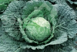 Семена капусты савойской Эсторил F1 / Estoril F1, 65-70 дней купить оптом и в розницу в Украине по выгодной цене