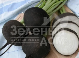 Семена редьки Кулата / Kulata,110-115 дней купить оптом и в розницу в Украине по выгодной цене