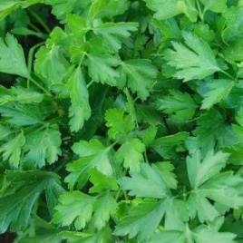 Насіння петрушки Гіганте Де Італія / Gigante D’Italia купити оптом і в роздріб в Україні за вигідною ціною