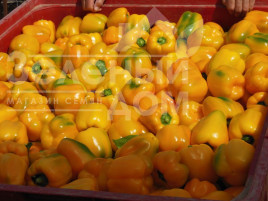 Насіння солодкого перцю Девіто F1 / Devito F1 купити оптом і в роздріб в Україні за вигідною ціною