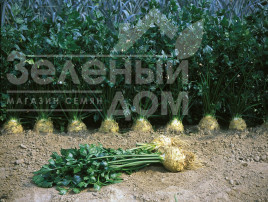 Насіння селери Ілона / Ilona,140 днів купити оптом і в роздріб в Україні за вигідною ціною