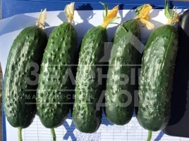 Семена огурцов Ирленд F1 / Erlend F1 купить оптом и в розницу в Украине по выгодной цене