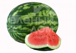 Насіння кавуна АУ Продюсер / AU Producer (Hollar Seeds) купити оптом і в роздріб в Україні за вигідною ціною