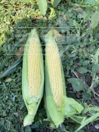 Насіння кукурудзи Гейзер F1 / Heyzer F1, 72 дні купити оптом і в роздріб в Україні за вигідною ціною