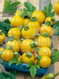 Семена кабачков Голд Болл F1 / Gold Ball F1,45-50 дней купить оптом и в розницу в Украине по выгодной цене