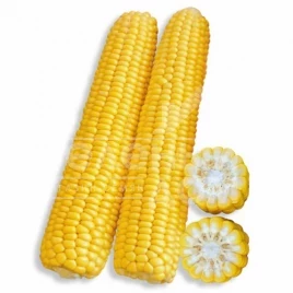 Семена кукурузы Раннее Наслаждение F1 / Rannee Naslazhdenie F1,68 дней купить оптом и в розницу в Украине по выгодной цене