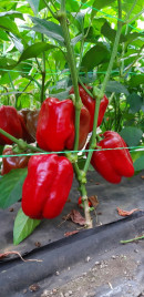 Насіння солодкого перцю Менчул F1 / Menchul F1, 65-72 дні купити оптом і в роздріб в Україні за вигідною ціною