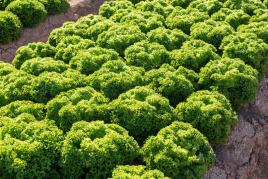 Насіння салату Ліадін / Liadine купити оптом і в роздріб в Україні за вигідною ціною