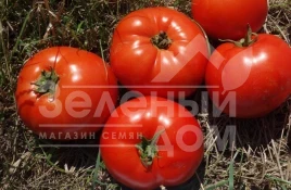 Семена томатов Ред Булл F1 / Red Bull F1 купить оптом и в розницу в Украине по выгодной цене