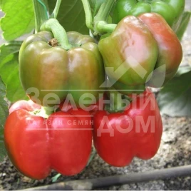 Семена сладкого перца Красный рыцарь X3R  F1 / Red Knight X3R F1 купить оптом и в розницу в Украине по выгодной цене