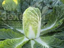 Насіння капусти пекінської Базуко F1 / Bazuko F1,70-75 днів купити оптом і в роздріб в Україні за вигідною ціною