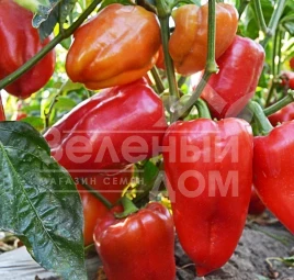 Семена сладкого перца ЛС 1204 F1 / LS 1204 F1,55-60 дней купить оптом и в розницу в Украине по выгодной цене