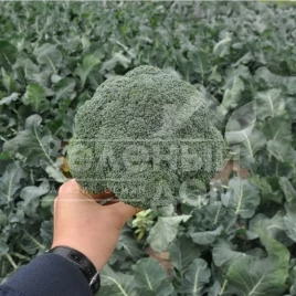 Семена капусты брокколи Верди F1  (NIZ 18-181) / Verdi F1 (NIZ 18-181) купить оптом и в розницу в Украине по выгодной цене