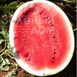 Семена арбуза Сюрприз F1 / Surprise F1 купить оптом и в розницу в Украине по выгодной цене