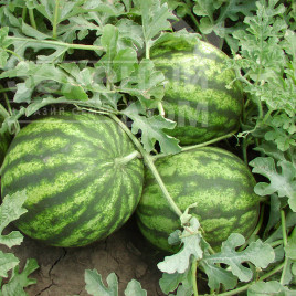 Насіння кавуна Султан F1 / Sultan F1,65-67 днів купити оптом і в роздріб в Україні за вигідною ціною