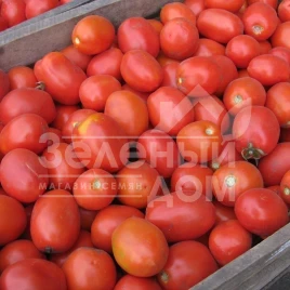 Семена томатов Семарол / Semarol,50-60 дней купить оптом и в розницу в Украине по выгодной цене