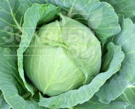 Семена капусты белокочанной Амагер / Amager купить оптом и в розницу в Украине по выгодной цене
