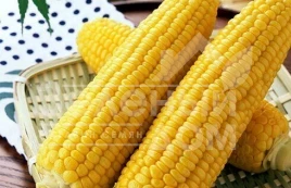 Семена кукурузы Лонга F1 / Longa F1 купить оптом и в розницу в Украине по выгодной цене