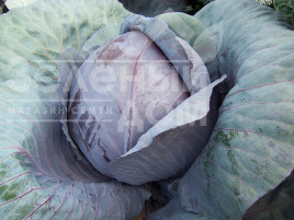 Насіння капусти червоноголової Модерат F1 / Moderat F1,115-125 днів купити оптом і в роздріб в Україні за вигідною ціною