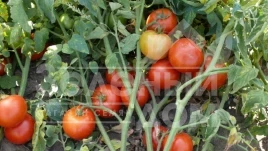 Семена томатов 1502 F1 / 1502 F1,100 дней купить оптом и в розницу в Украине по выгодной цене