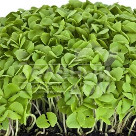 Семена микрогрин Микрогрин Базилик зеленый / Microgreen Basil green купить оптом и в розницу в Украине по выгодной цене