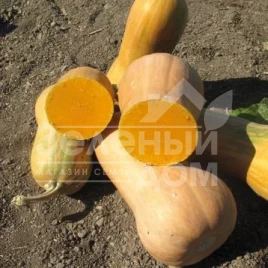 Семена тыквы Лиззард F1 / Lizzard F1 купить оптом и в розницу в Украине по выгодной цене